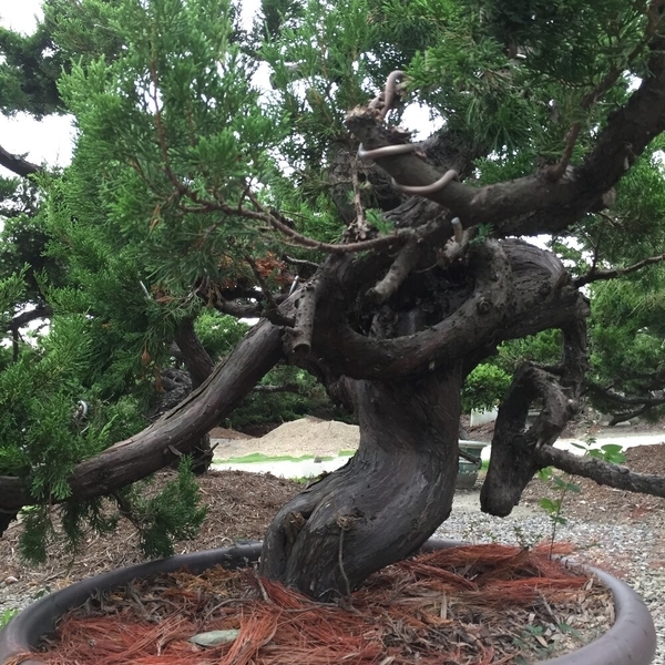 盆材 / 半庭園樹-清宏造園