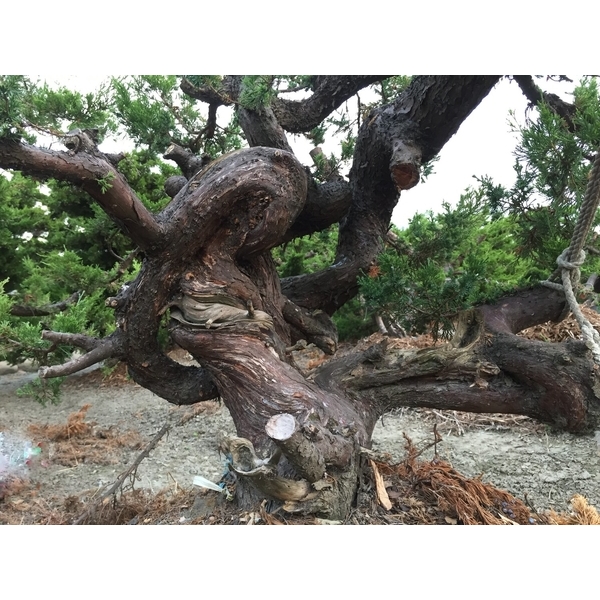 盆材 / 半庭園樹-清宏造園