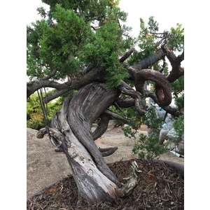 盆材 / 半庭園樹-清宏造園
