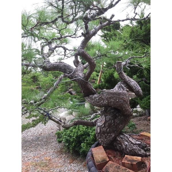 盆材 / 半庭園樹-清宏造園