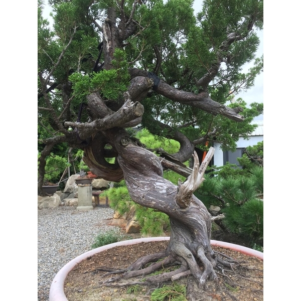 盆材 / 半庭園樹-清宏造園