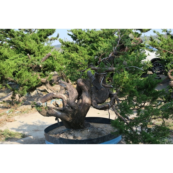 盆材 / 半庭園樹-清宏造園