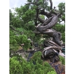 盆材 / 半庭園樹-清宏造園