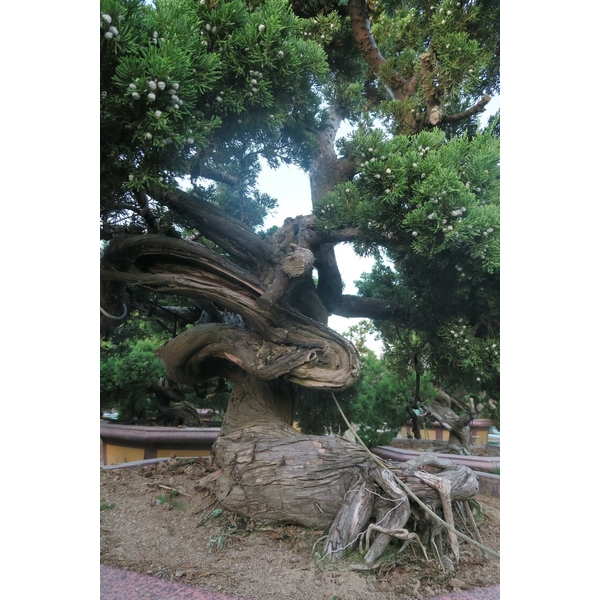 盆材 / 半庭園樹-清宏造園