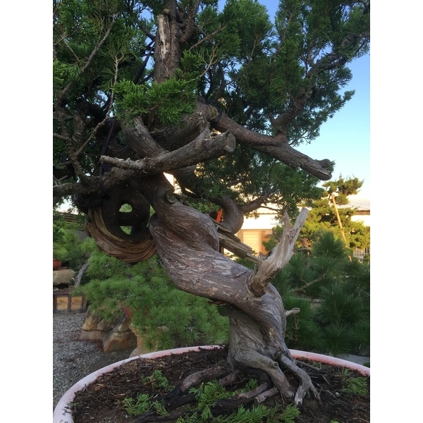 盆材 / 半庭園樹-清宏造園