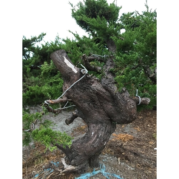 盆材 / 半庭園樹-清宏造園