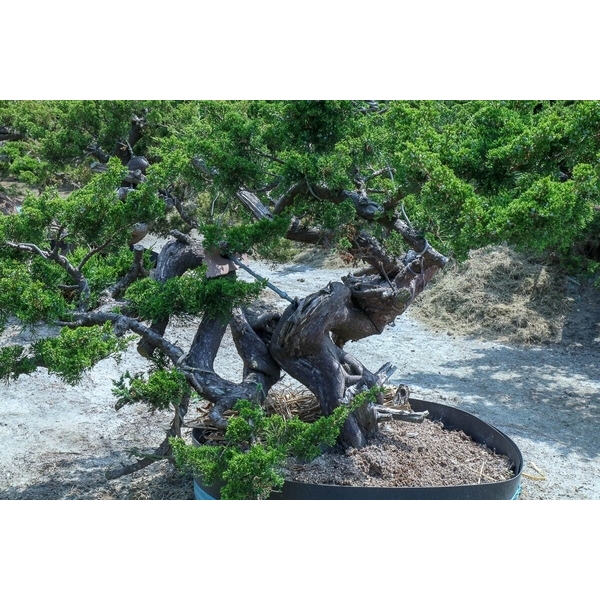 盆材 / 半庭園樹-清宏造園