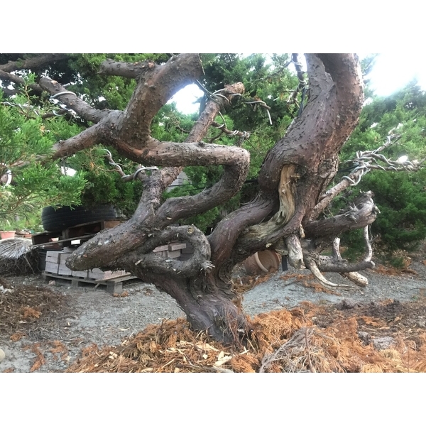 盆材 / 半庭園樹-清宏造園