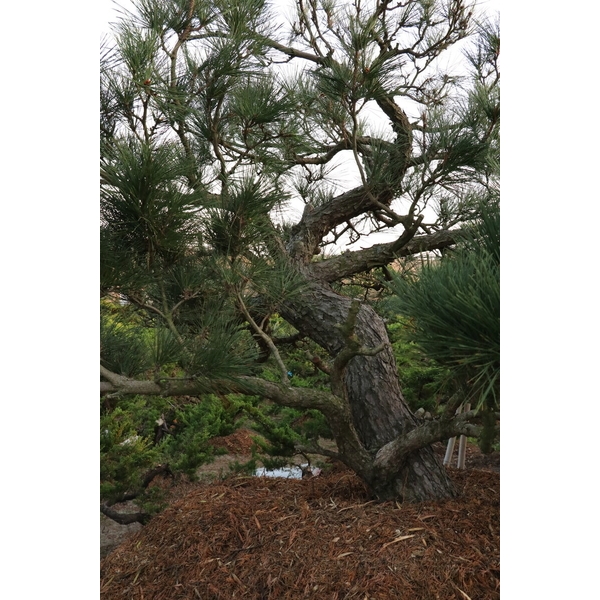 庭園樹-清宏造園