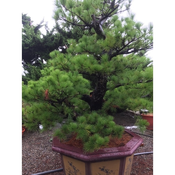 庭園樹-清宏造園