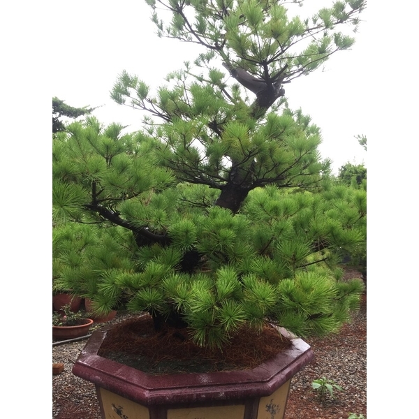 庭園樹-清宏造園