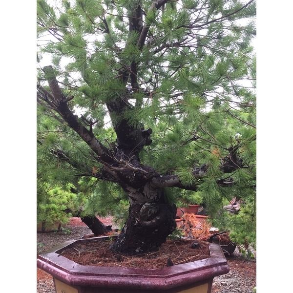 庭園樹-清宏造園