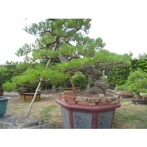 庭園樹-清宏造園