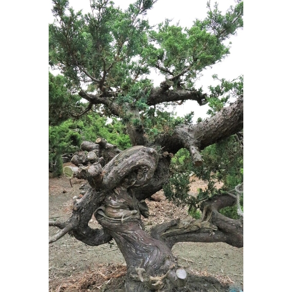 盆材 / 半庭園樹-清宏造園
