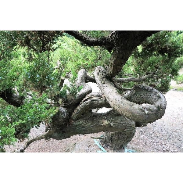 盆材 / 半庭園樹-清宏造園