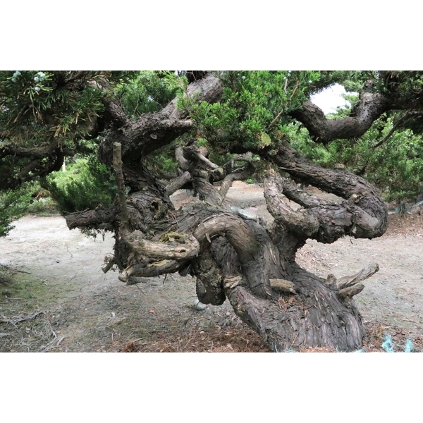 盆材 / 半庭園樹-清宏造園
