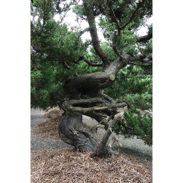 盆材 / 半庭園樹