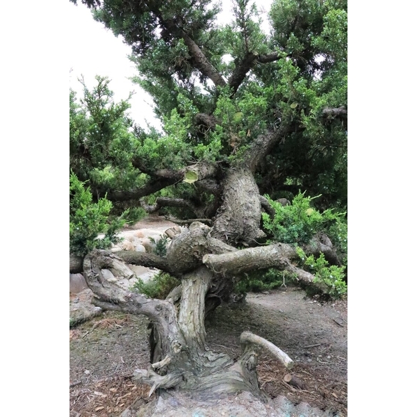 盆材 / 半庭園樹-清宏造園