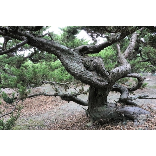 盆材 / 半庭園樹-清宏造園