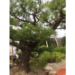 庭園樹-清宏造園