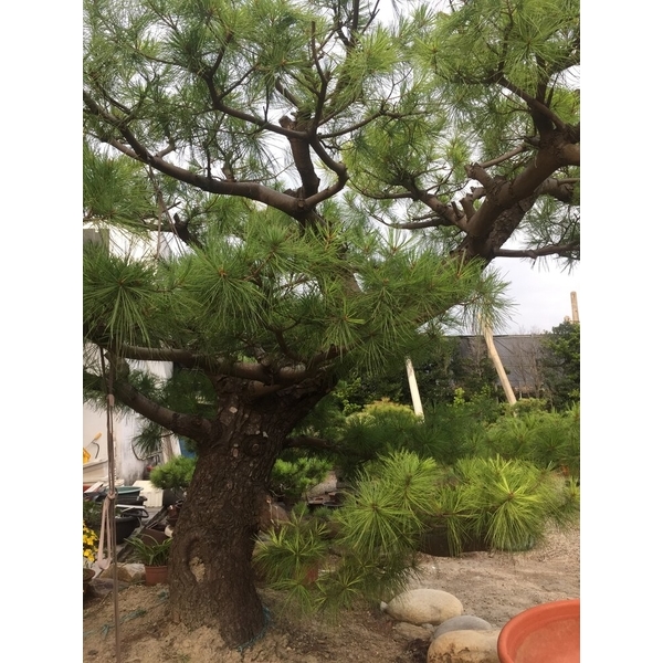 庭園樹