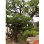 庭園樹-清宏造園