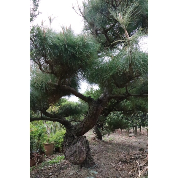 庭園樹-清宏造園