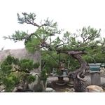 庭園樹-清宏造園