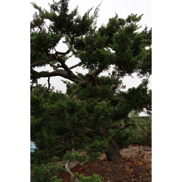 庭園樹-清宏造園