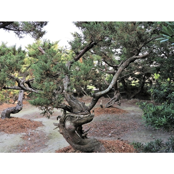 庭園樹-清宏造園