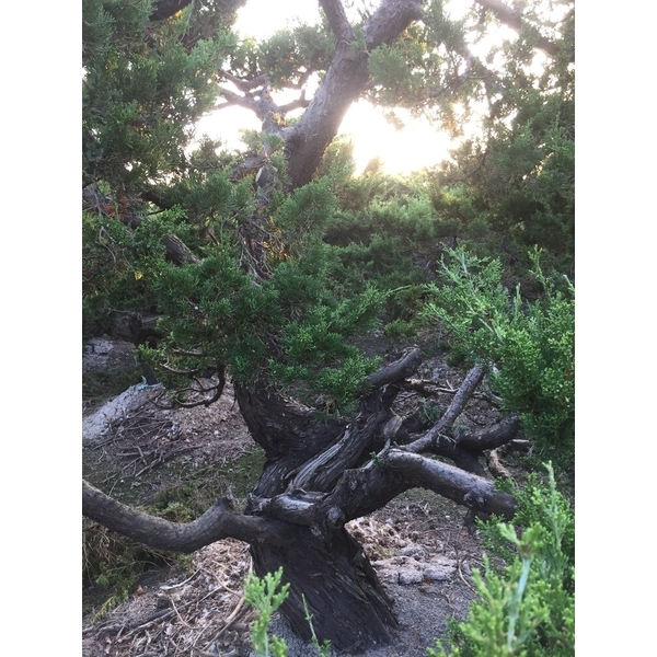 庭園樹-清宏造園