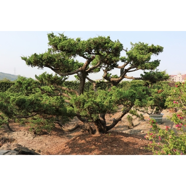 庭園樹-清宏造園