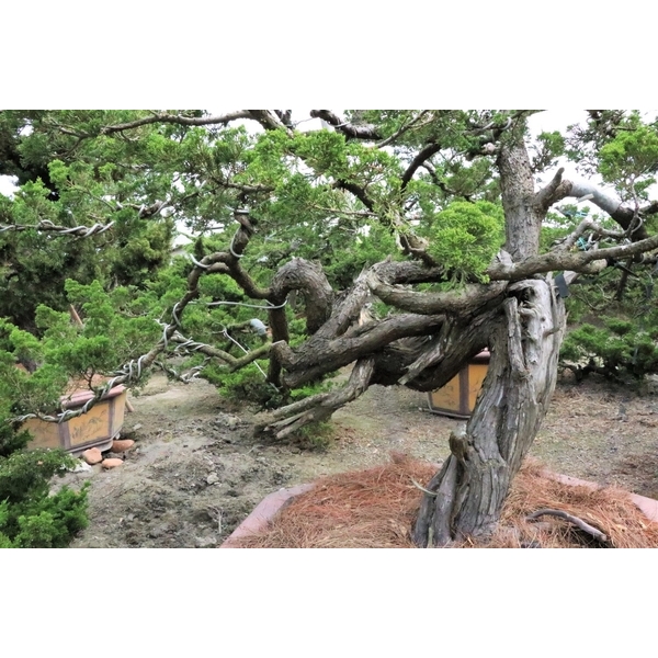 庭園樹