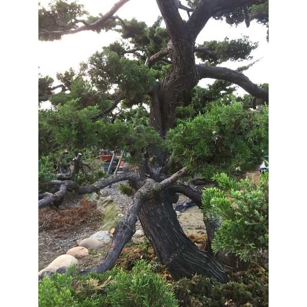 庭園樹-清宏造園