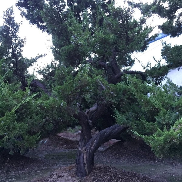 庭園樹-清宏造園