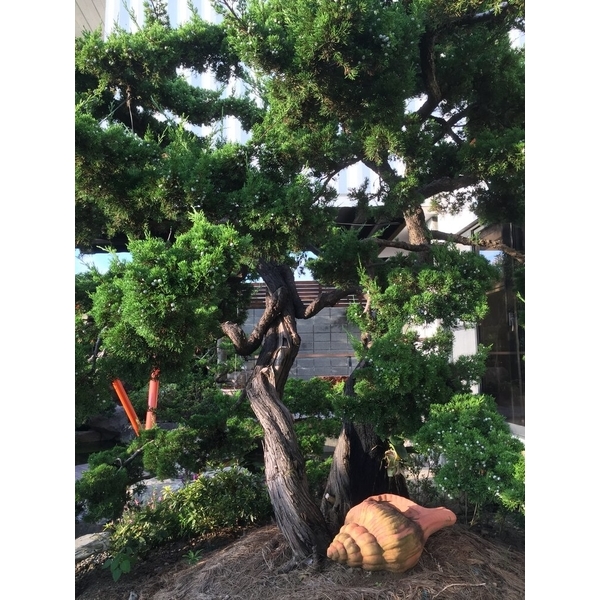 庭園樹-清宏造園