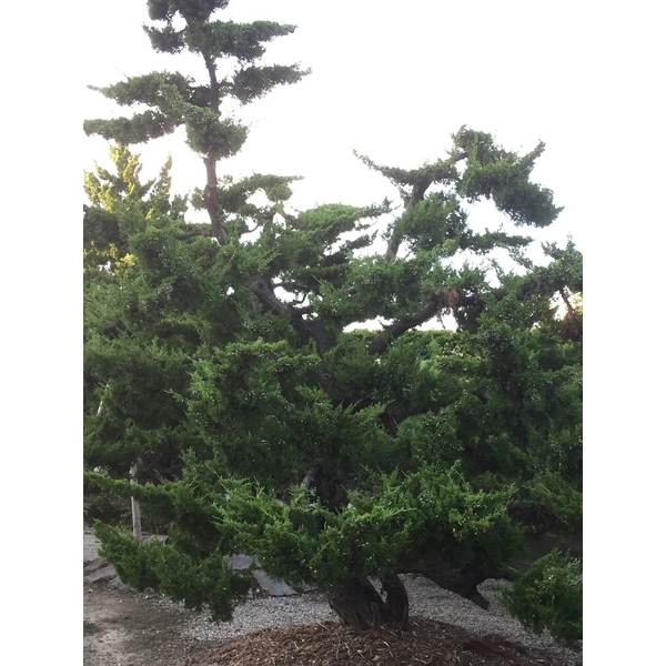 庭園樹-清宏造園