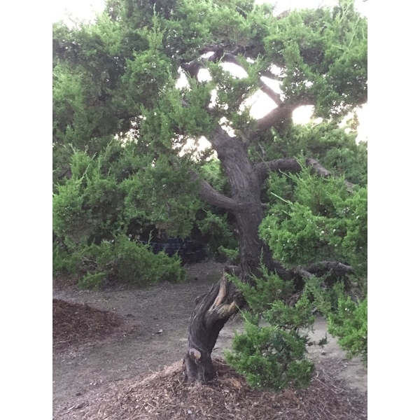庭園樹-清宏造園