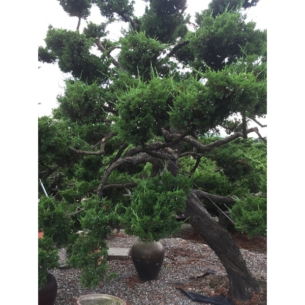 庭園樹-清宏造園