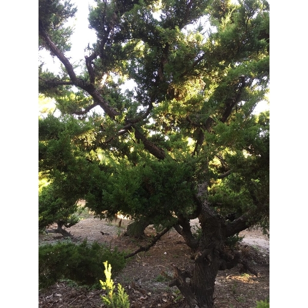 庭園樹-清宏造園
