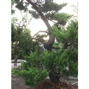 庭園樹-清宏造園