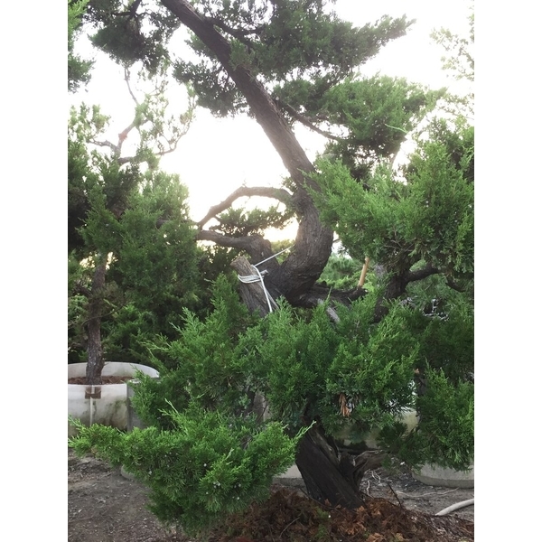 庭園樹