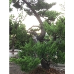庭園樹-清宏造園