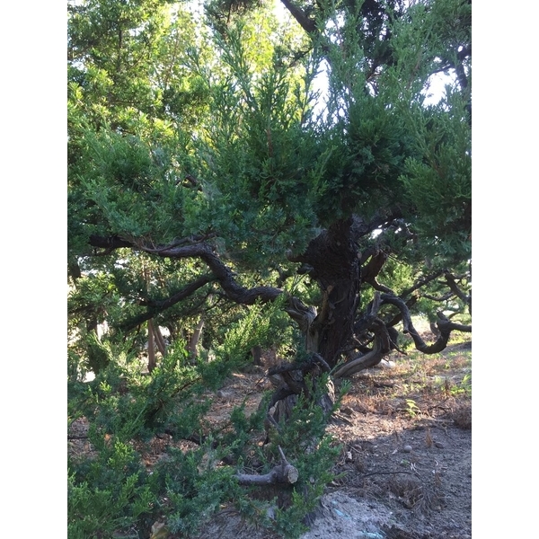 庭園樹-清宏造園