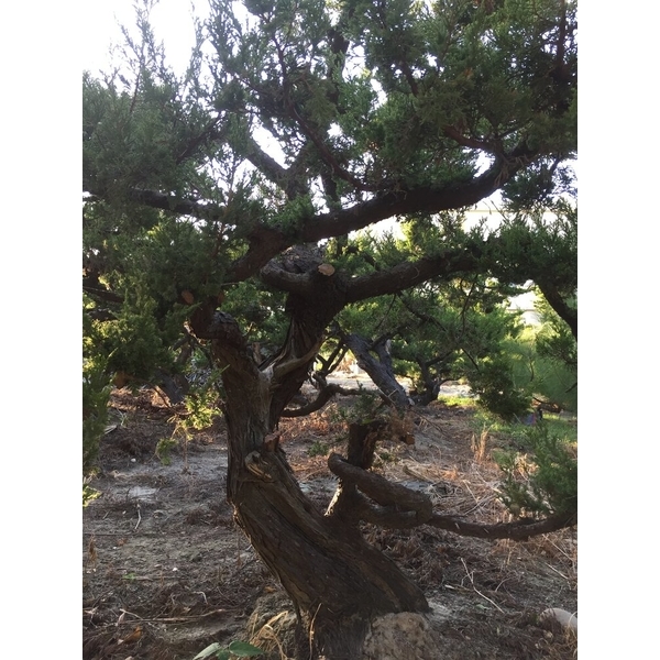 庭園樹-清宏造園