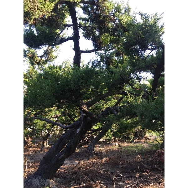 庭園樹