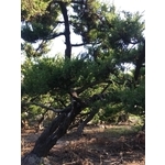 庭園樹-清宏造園