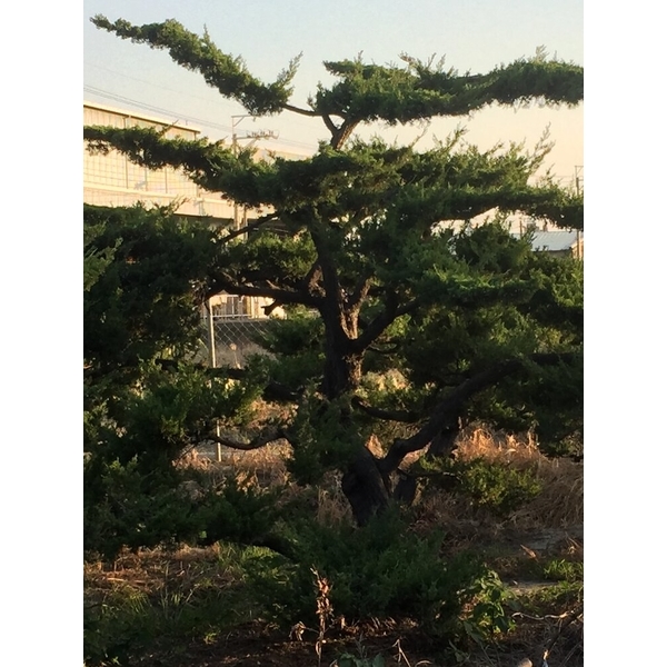 庭園樹-清宏造園