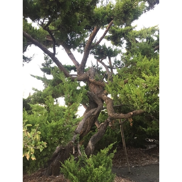 庭園樹-清宏造園