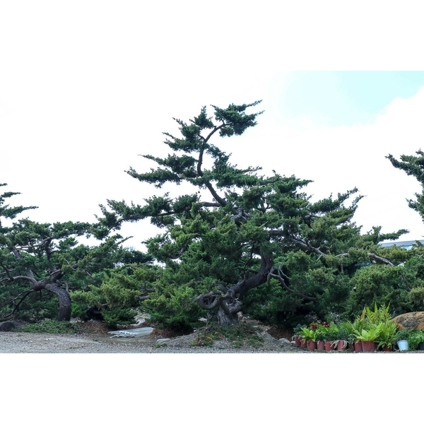 庭園樹-清宏造園